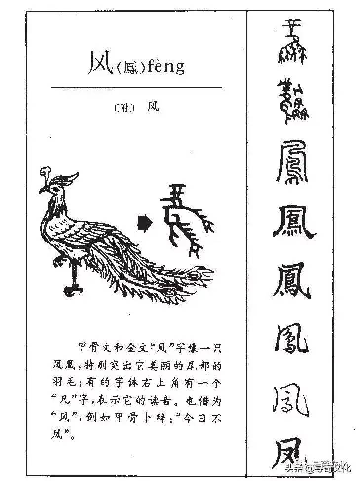 凤-汉字的艺术与中华姓氏文化荀卿庠整理